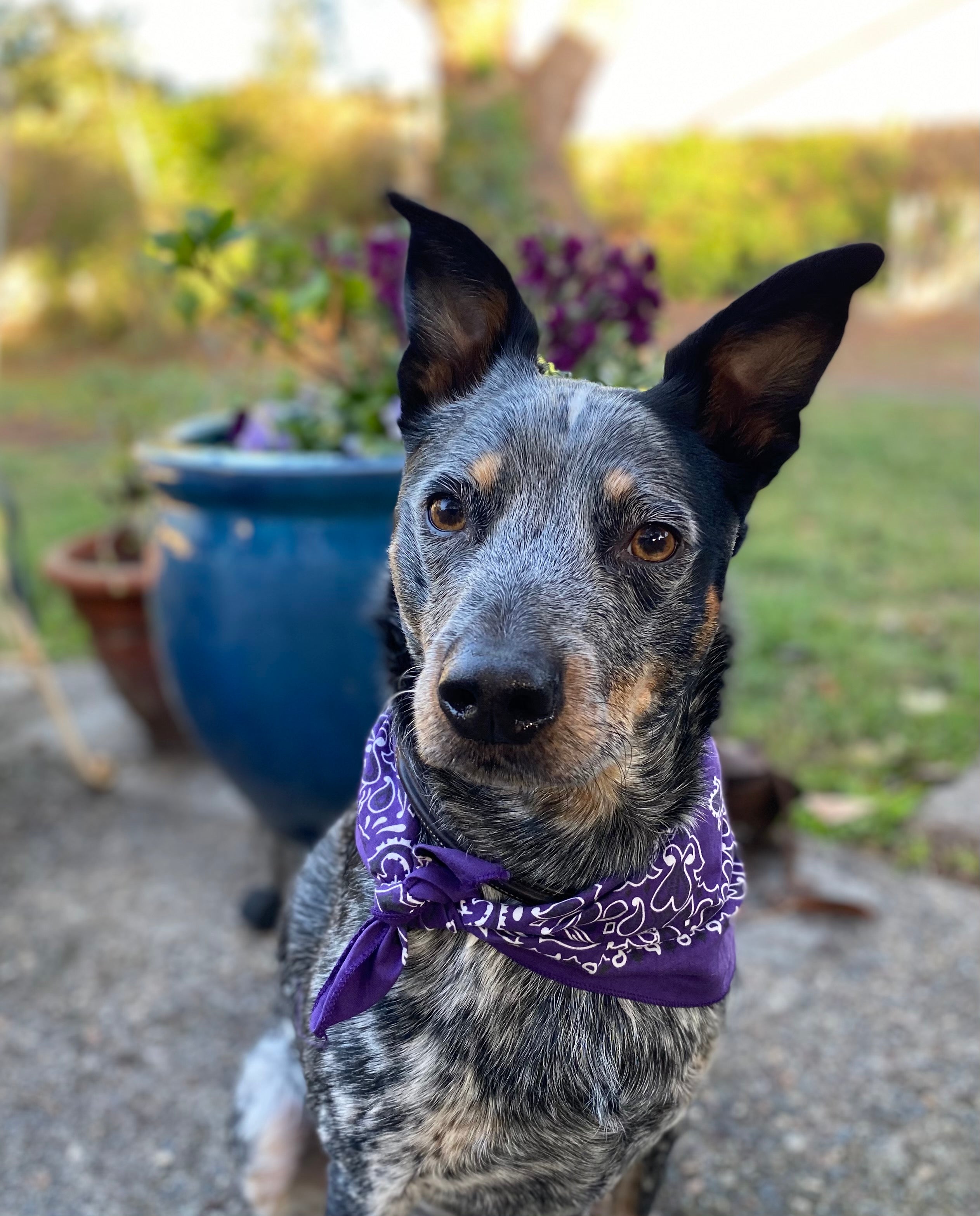 Wendell the Urban Cattle Dog