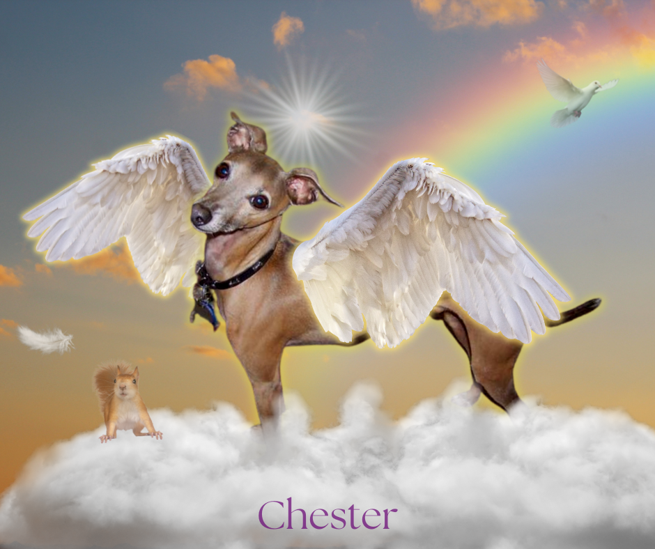 Digital - Rainbow Bridge Digital Tribute for any Pet - Dog, Cat, Horse