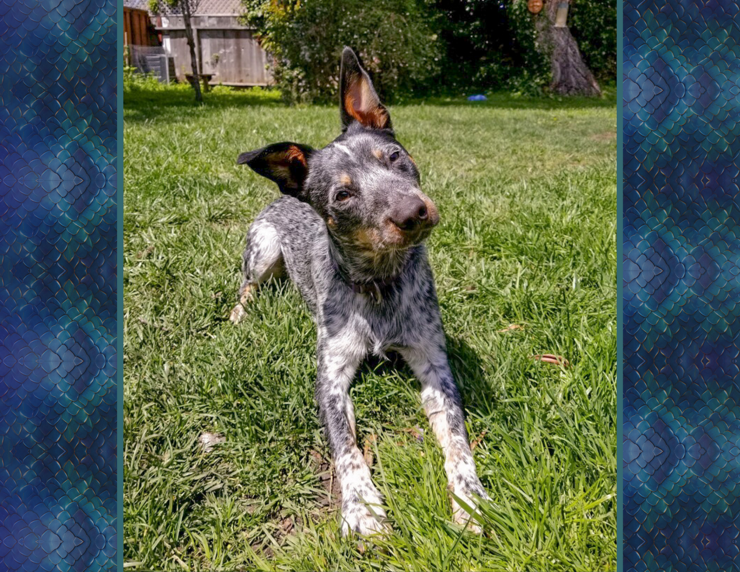 Calendar 2025 - Wendell the Urban Cattle Dog