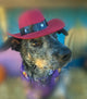 Wendell the Urban Cattle Dog