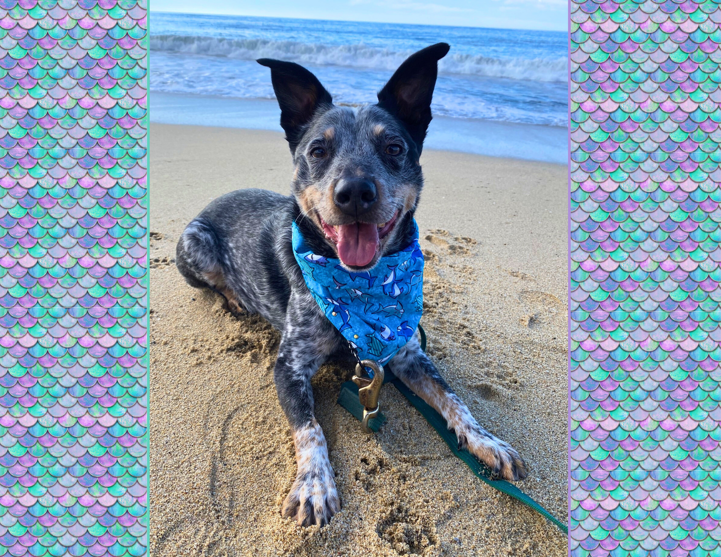 Calendar 2025 - Wendell the Urban Cattle Dog