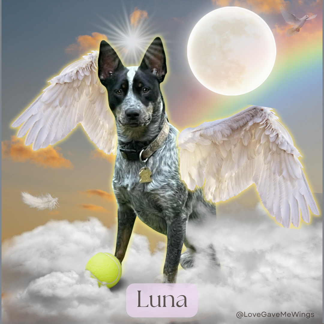 Digital - Rainbow Bridge Digital Tribute for any Pet - Dog, Cat, Horse