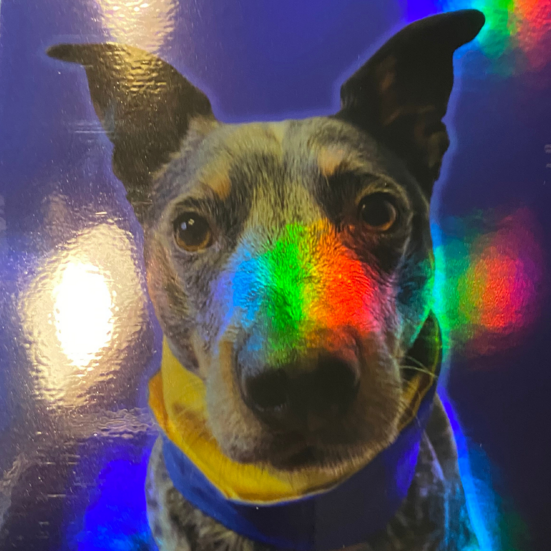 Sticker - Wendell in Holographic